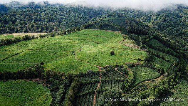 99-Acres of Sugarcane