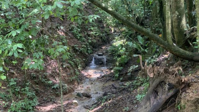 Bordering a Creek