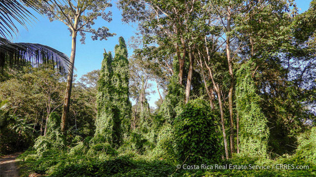 Incredible Rainforest Setting