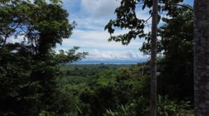 75 Acre Estate Property in the Osa Rainforest