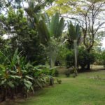 Established Ornamental Gardens