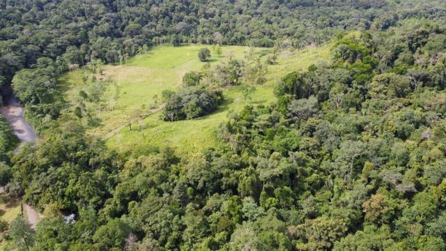 Forested Areas