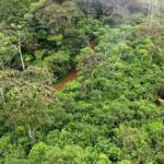 Dense Jungle
