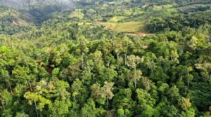 Beautiful Forested Development Ready Parcel In San Isidro