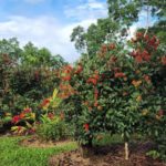 Fertile Soil for Gardening