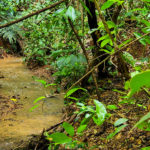 Private Rainforest Trail