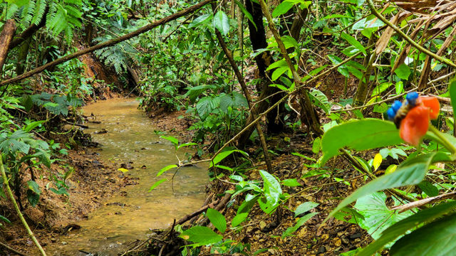 Private Rainforest Trail