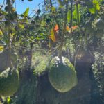 Farming Opportunities