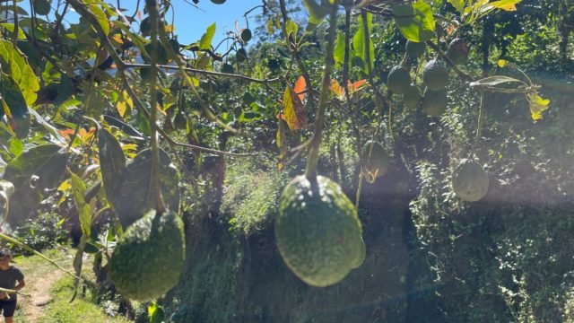 Farming Opportunities