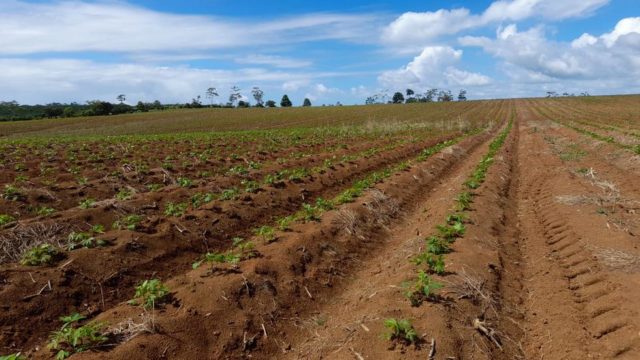 Fertile Soils Ready to Grow