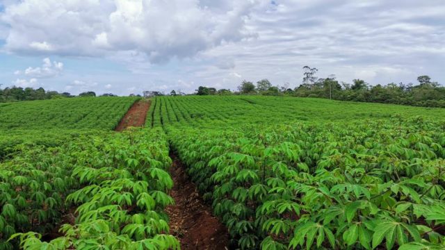 In the Province of Alajuela