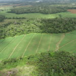200 Hectares of Protected Forest