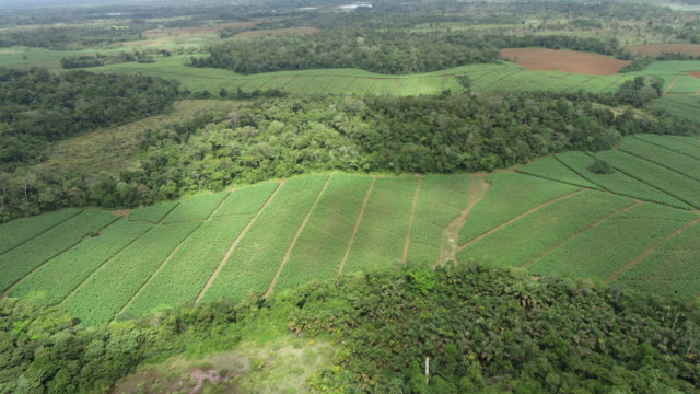 200 Hectares of Protected Forest