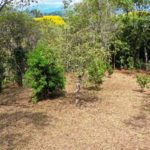 Fertile Land for Growing Crops