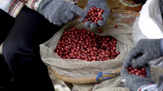 Arabian Coffee Beans