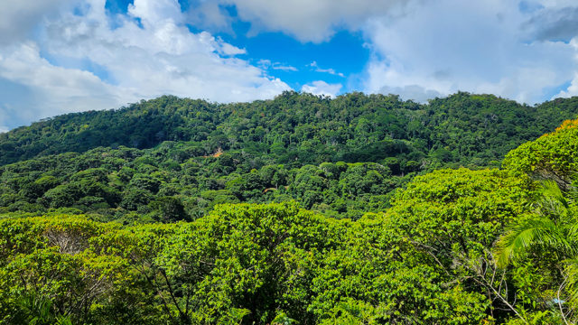 Land for sale in Dominical with a rainforest view