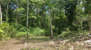 Serene Jungle Lot with Easy Access and Close to Bahia Ballena