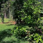 Abundant Fruit Trees