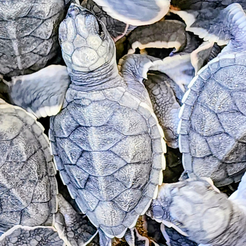 Baby Turtle Release at Playa Tortuga Bahia Ballena