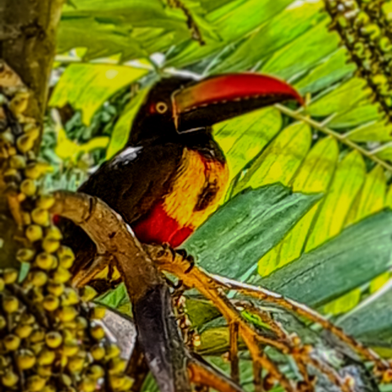 Cusinga in the Costa Rican Rainforest Costa Ballena