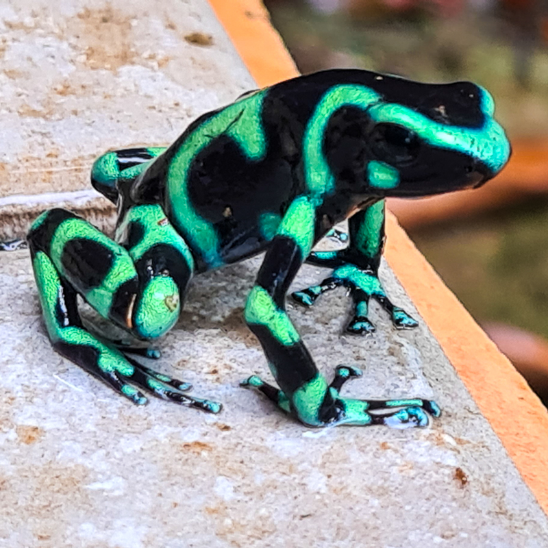 Poison Dart Frog Costa Rica