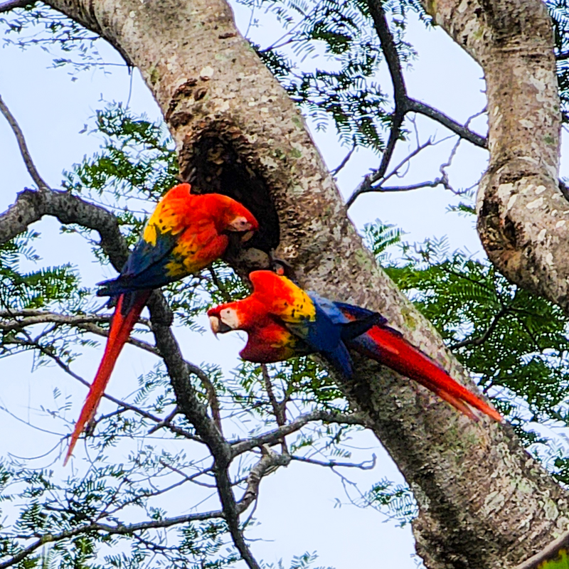 Scarlet Macaws Dominical