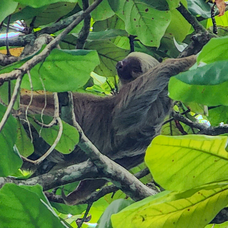 Sloth Lounging in the Trees in Uvita Costa Ballena