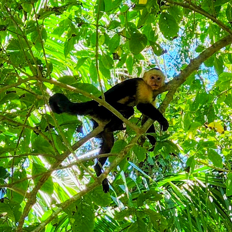 White Face Monkey Dominical Costa Rica